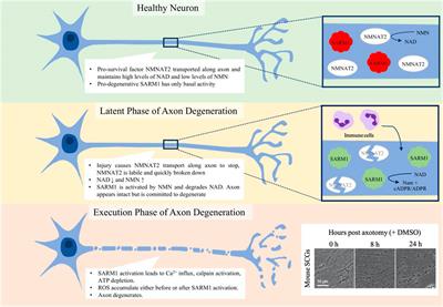 A Novel NAD Signaling Mechanism in Axon Degeneration and its Relationship to Innate Immunity